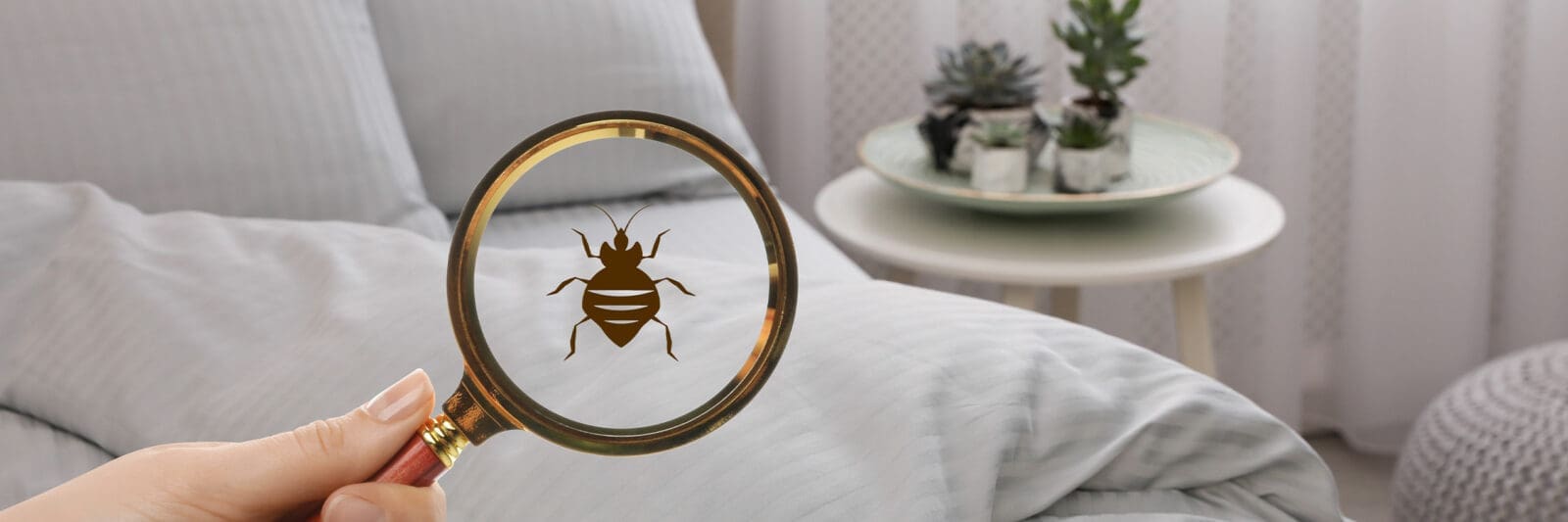 latex mattress sleep blog header banner bed bug