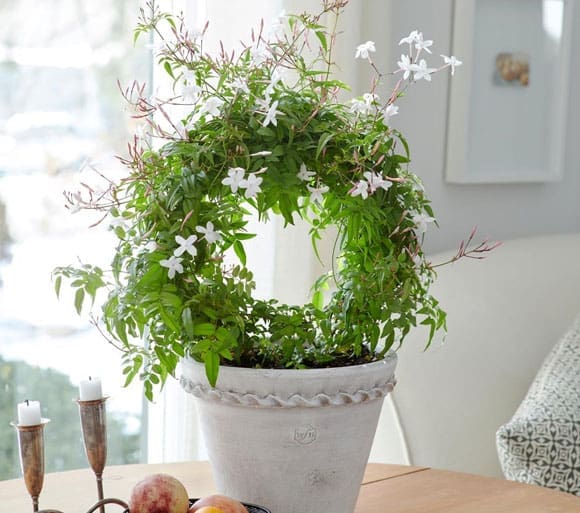 white jasmine