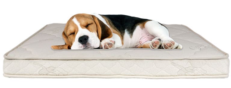latex pet bed blog body1