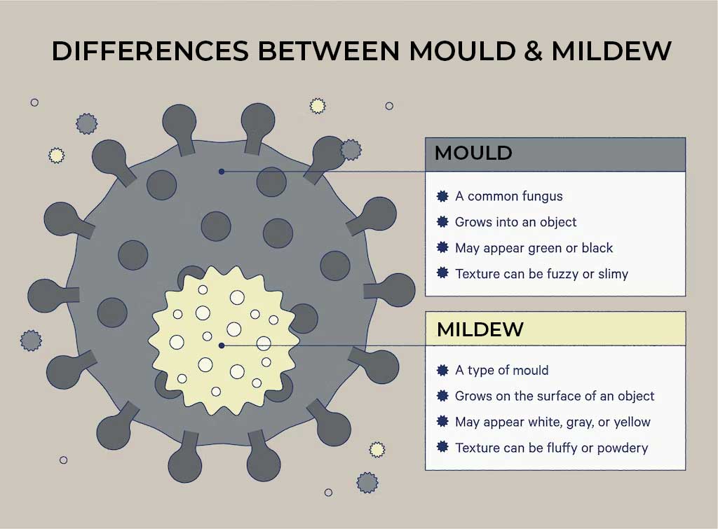 mould or mildew